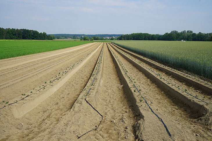 Süßkartoffeln-Feld (©Foto: Klaus Ikenmeyer)